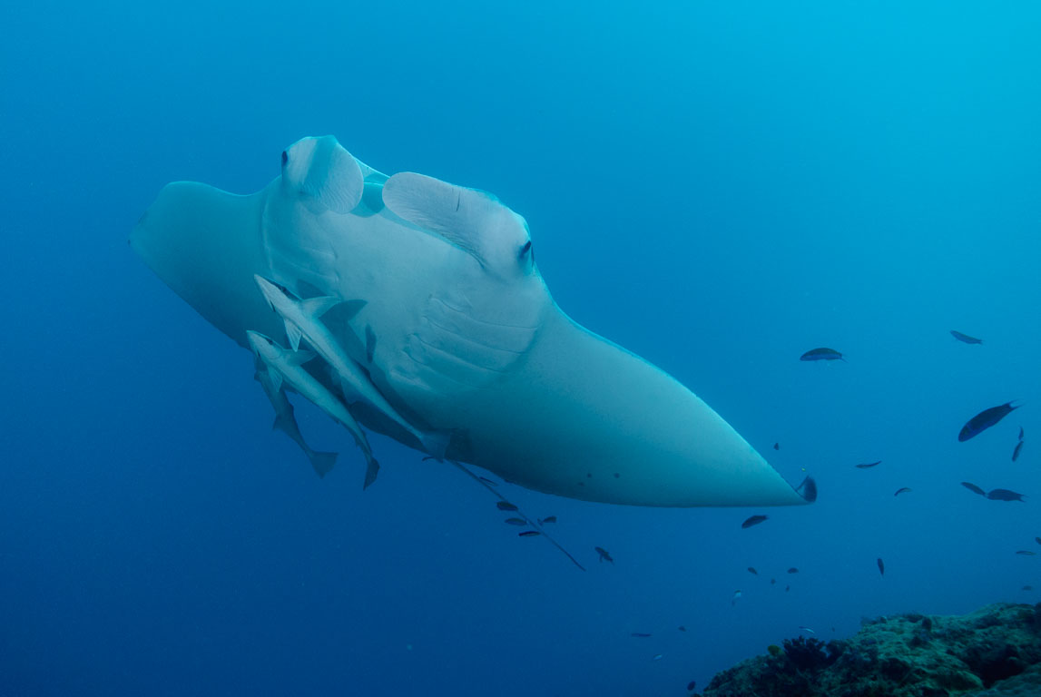 Manta birostris TG_277_38.jpg