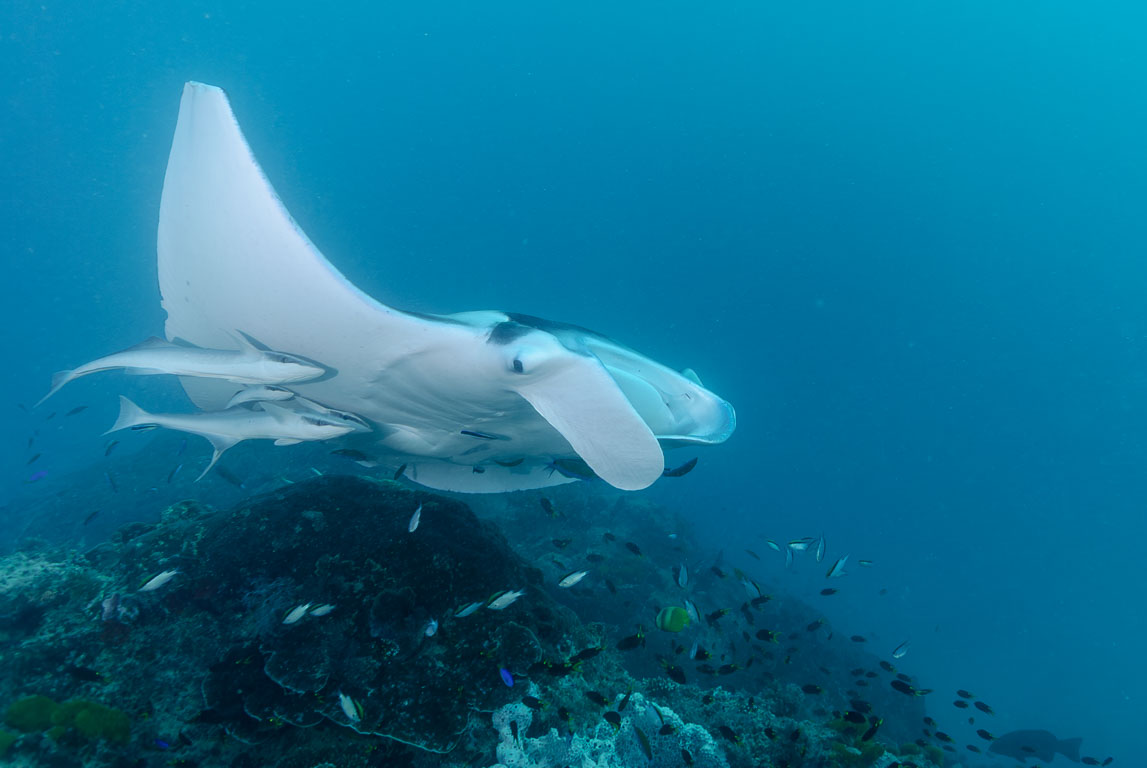 Manta birostris TG_277_59.jpg