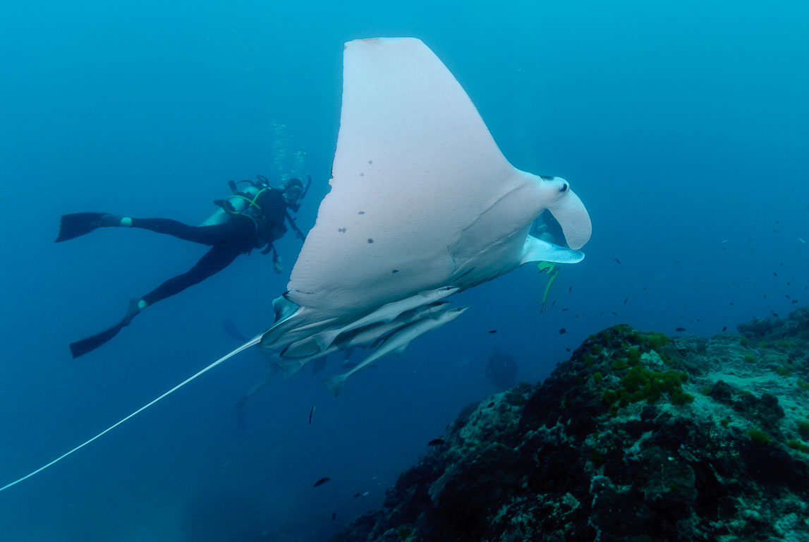 Manta birostris TG_277_77.jpg