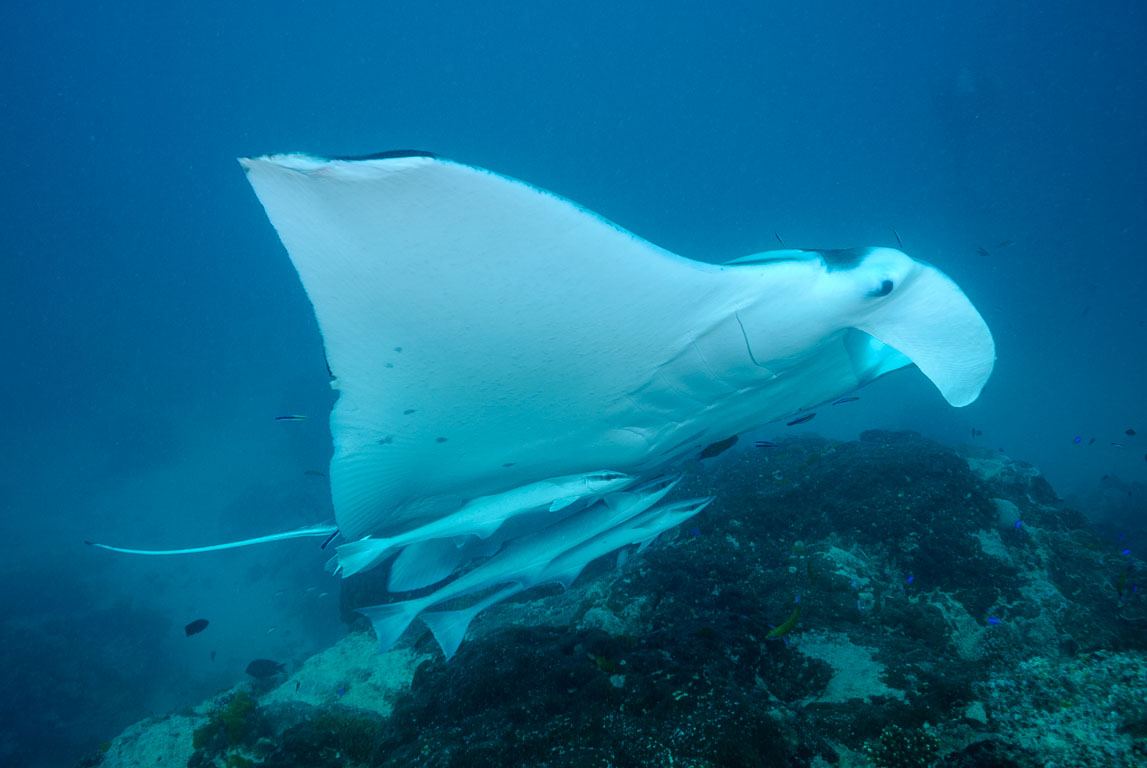Manta birostris TG_277_90.jpg
