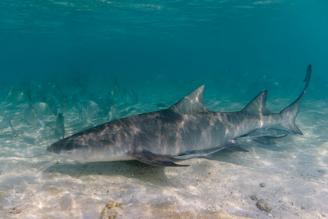 Negaprion acutidens TG_279_157.jpg