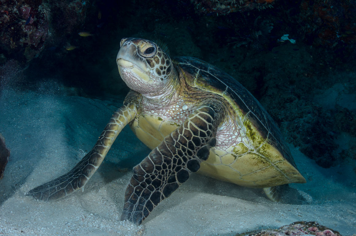 Chelonia mydas TG_332_11.jpg
