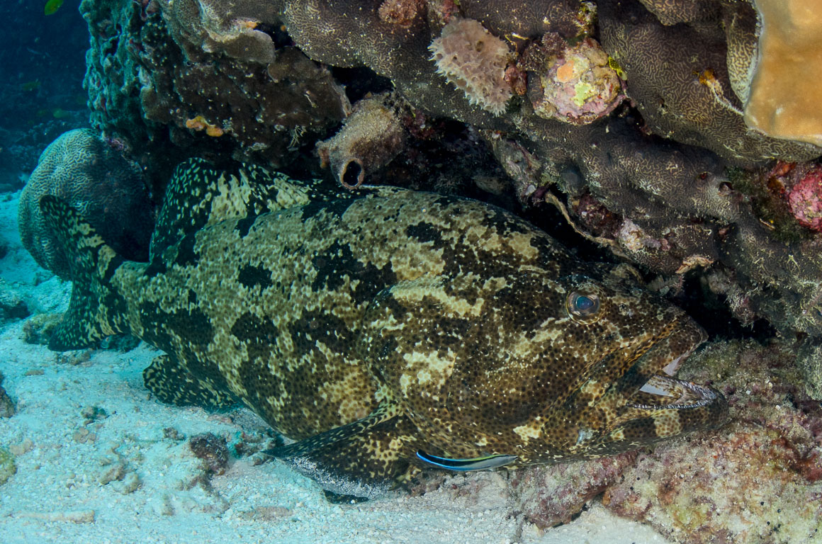 Epinephelus fuscoguttatus TG_332_40.jpg