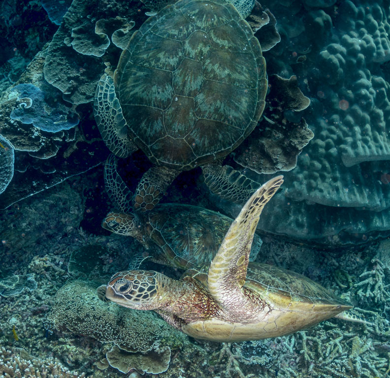 Chelonia mydas TG_332_77.jpg