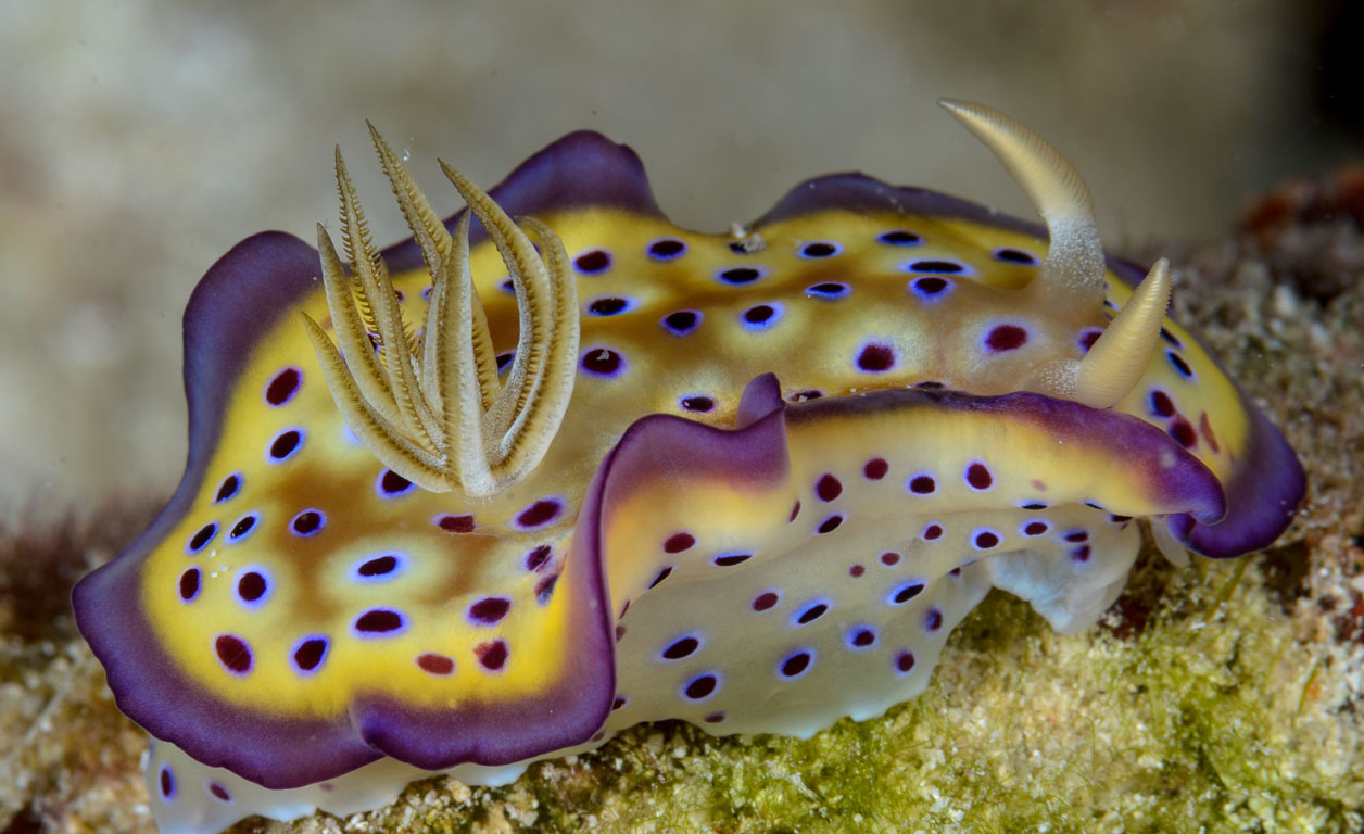 Goniobranchus kuniei TG_333_15.jpg