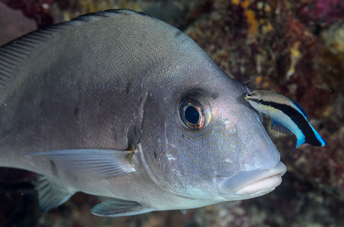 Gymnocranius euanus TG_333_28.jpg