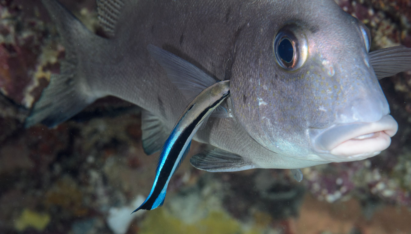Gymnocranius euanus TG_333_29.jpg