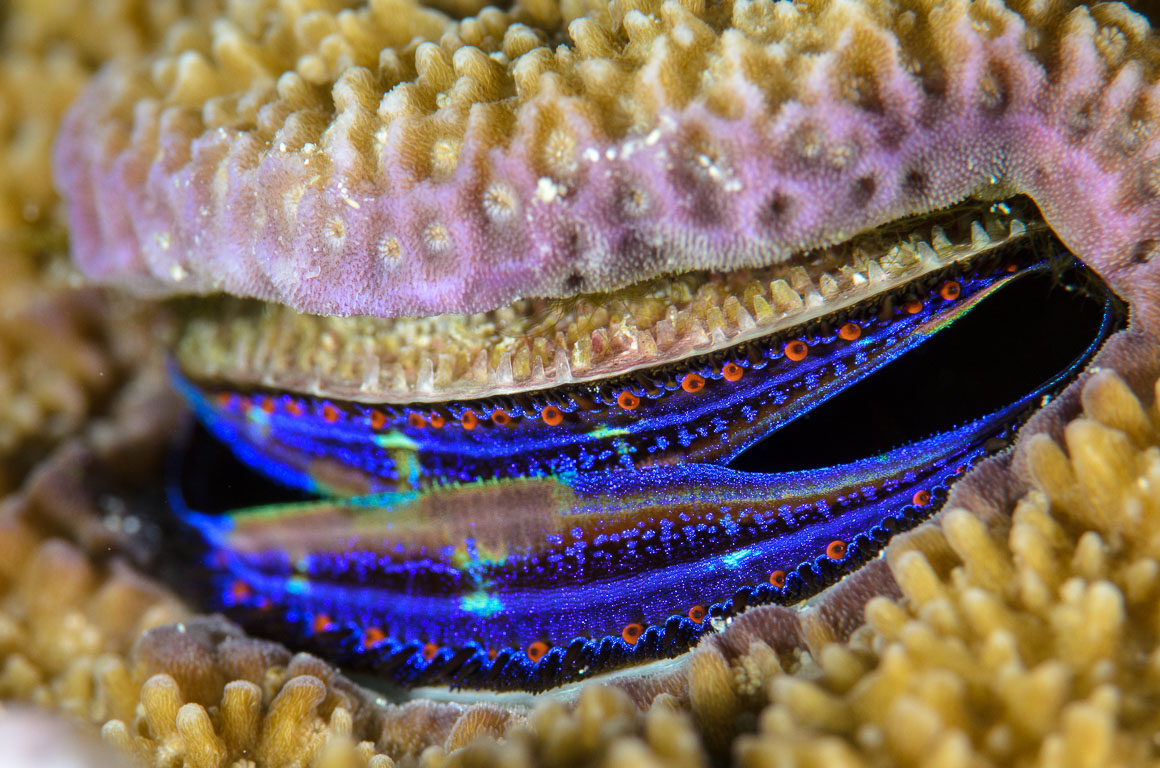 Pedum spondyloideum TG_333_43.jpg