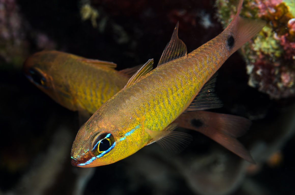 Ostorhinchus fleurieu TG_333_59.jpg
