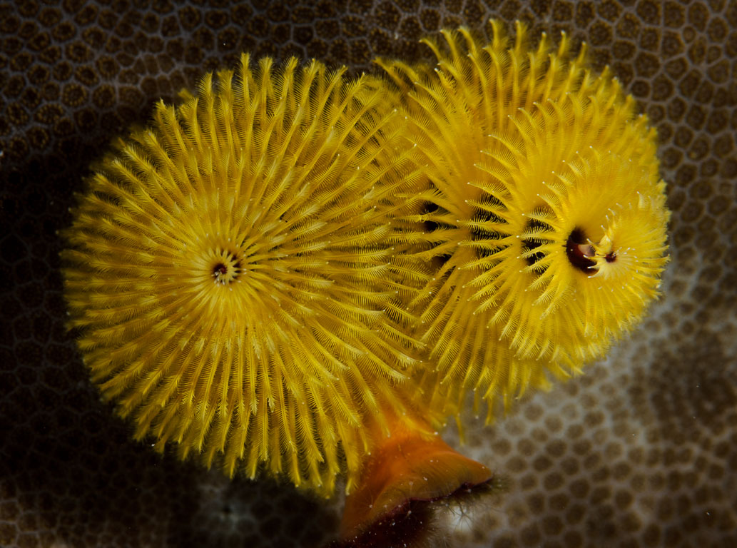 Spirobranchus giganteus TG_333_63.jpg