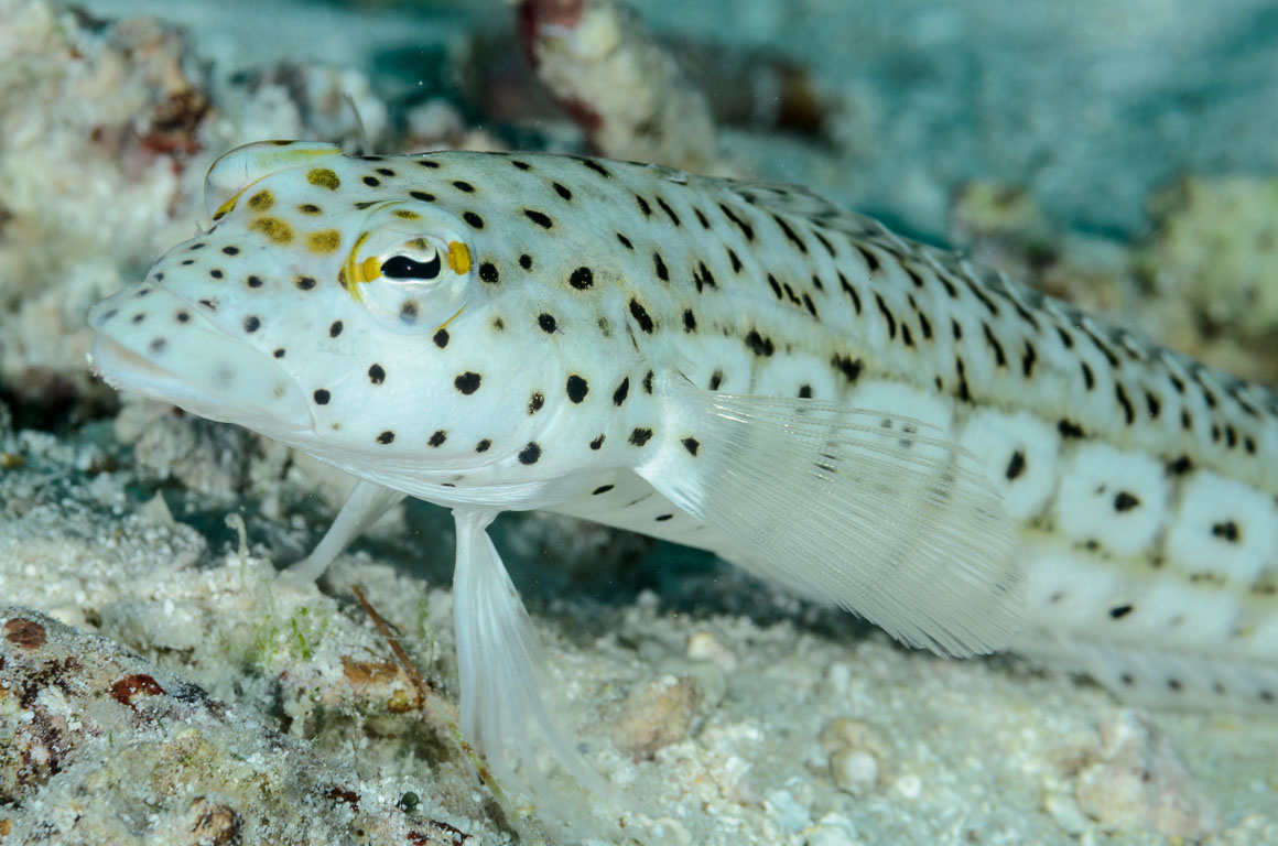 Parapercis hexophtalma TG_333_73.jpg