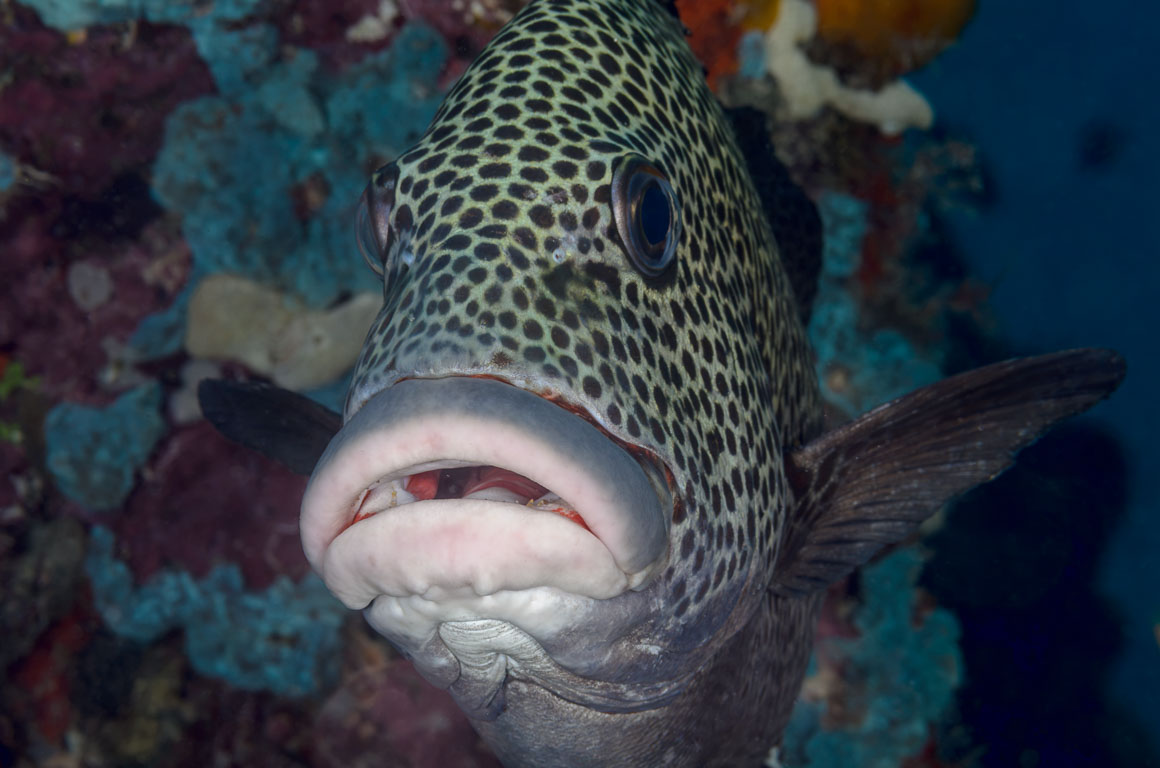Plectorhinchus chaetodonoides TG_333_90.jpg