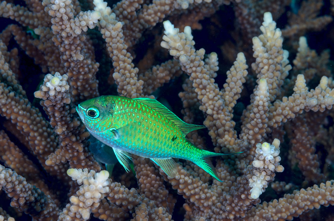 Chromis atripectoralis TG_334_18.jpg