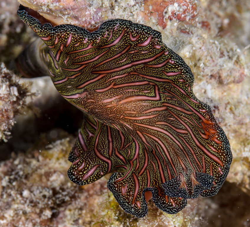 Pseudobiceros bedfordi TG_334_30.jpg