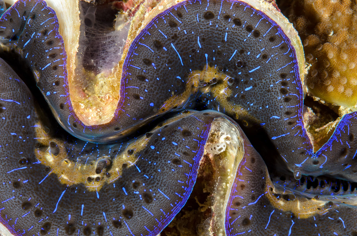 Tridacna gigas TG_334_38.jpg