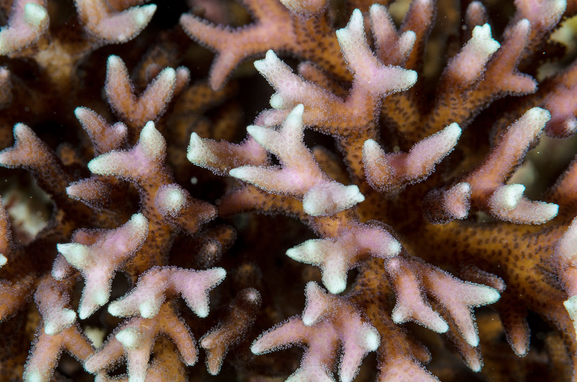 Seriatopora TG_334_39.jpg