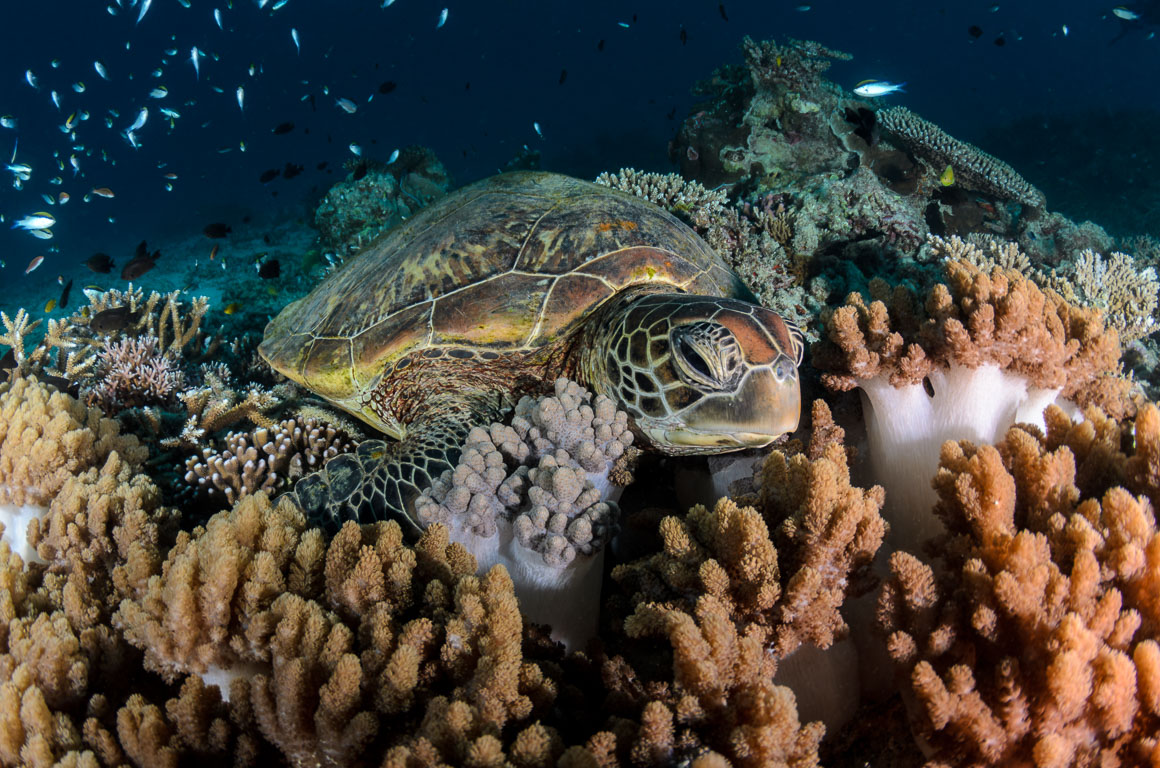Chelonia mydas TG_335_25.jpg
