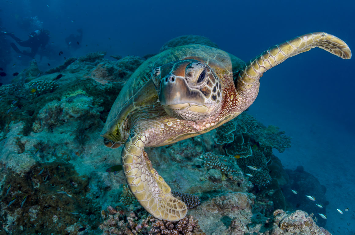 Chelonia mydas TG_335_44.jpg