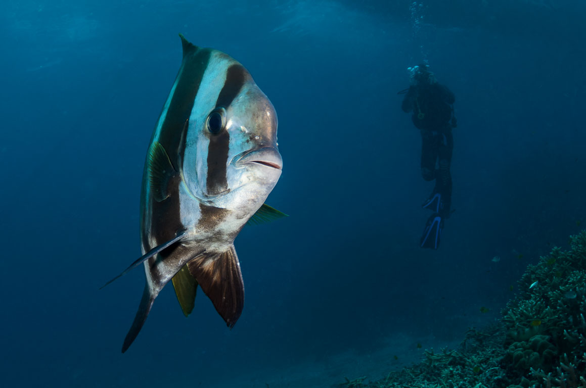 Platax pinnatus TG_335_77.jpg