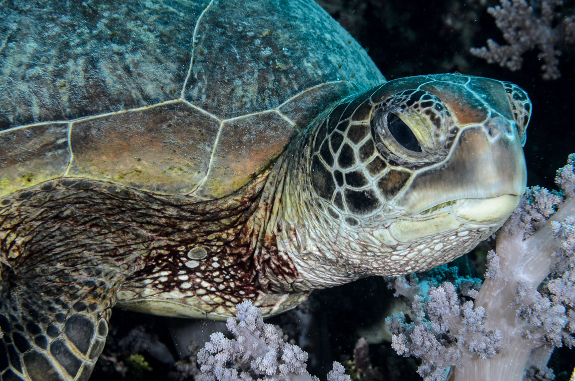 Chelonia mydas TG_338_15.jpg