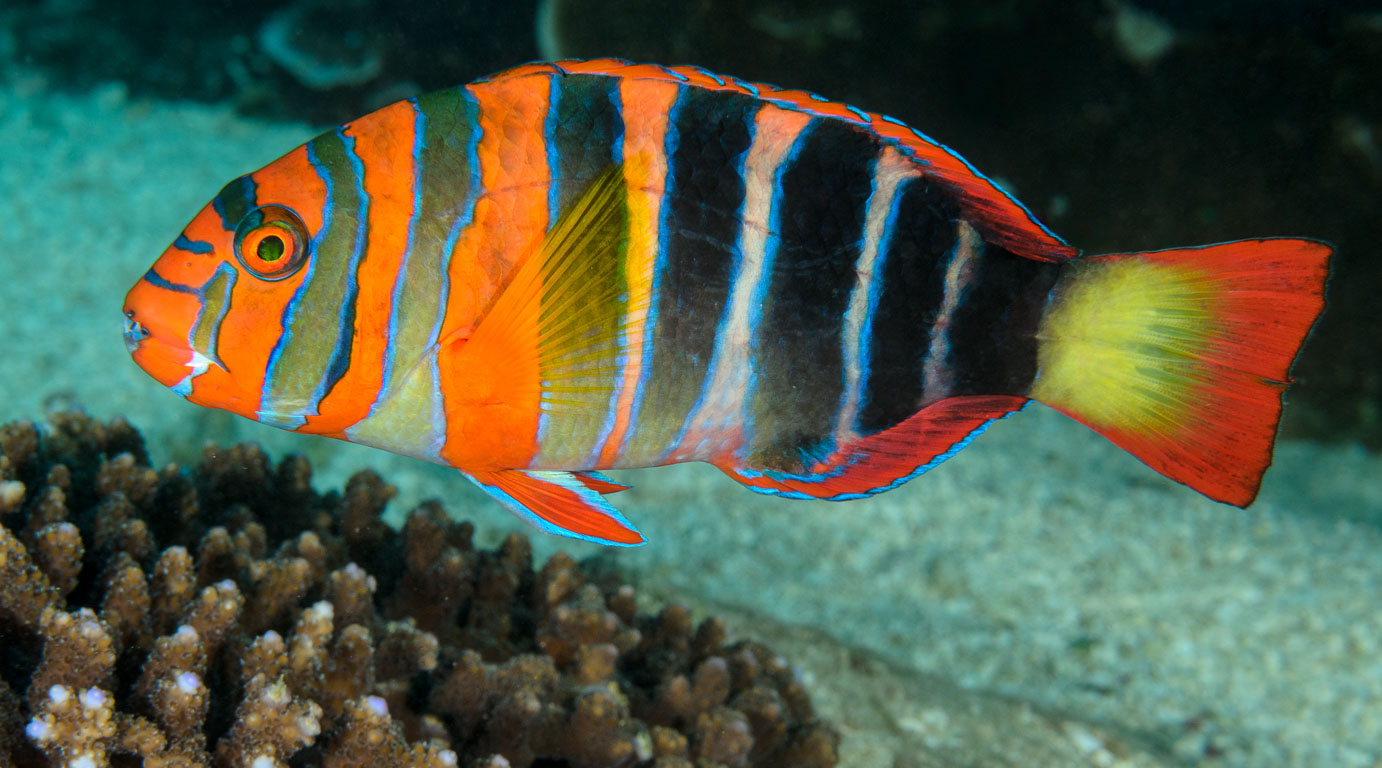 Choerodon fasciatus TG_338_73.jpg