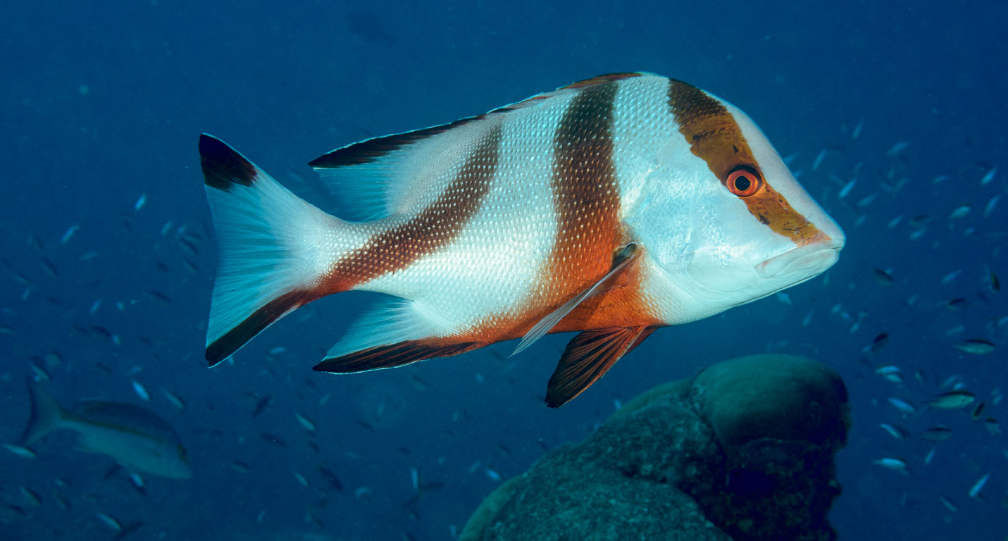 Lutjanus sebae TG_339_26.jpg