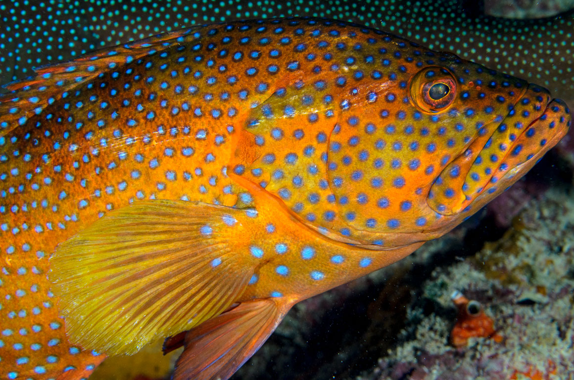 Cephalopholis miniata TG_339_33.jpg