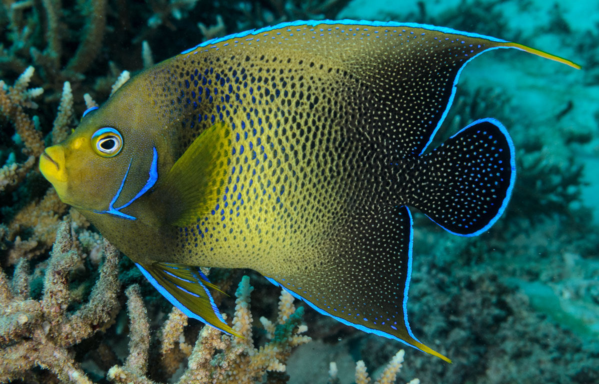 Pomacanthus semicirculatus TG_339_52.jpg