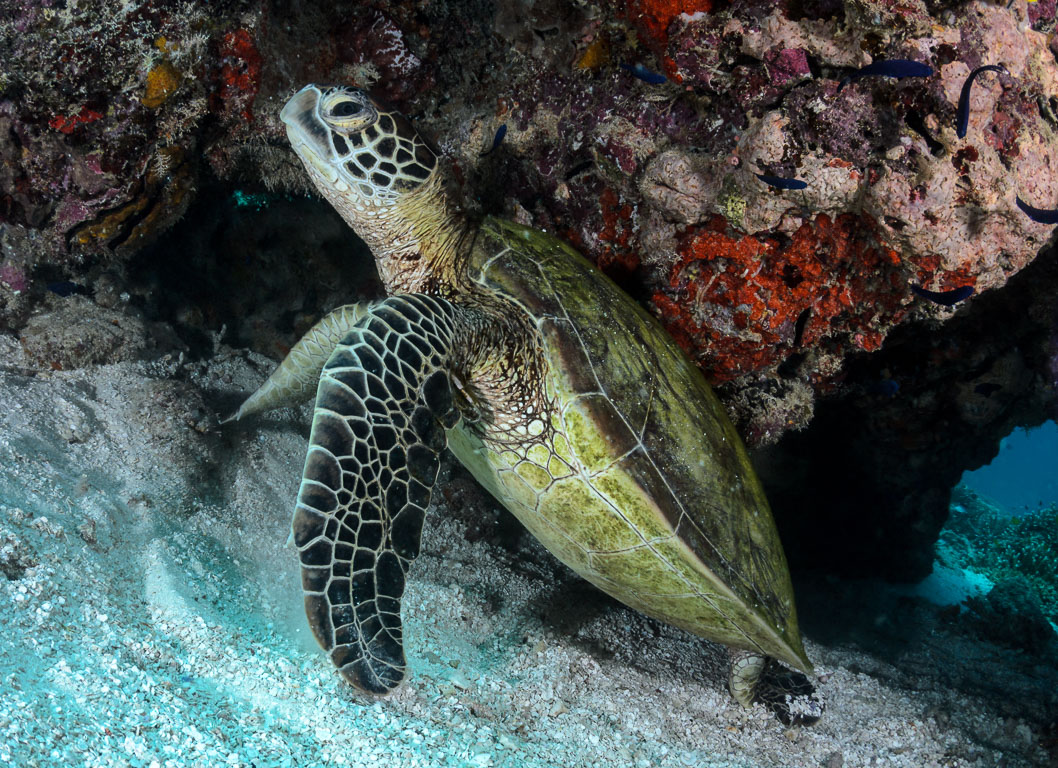 Chelonia mydas TG_393_45.jpg