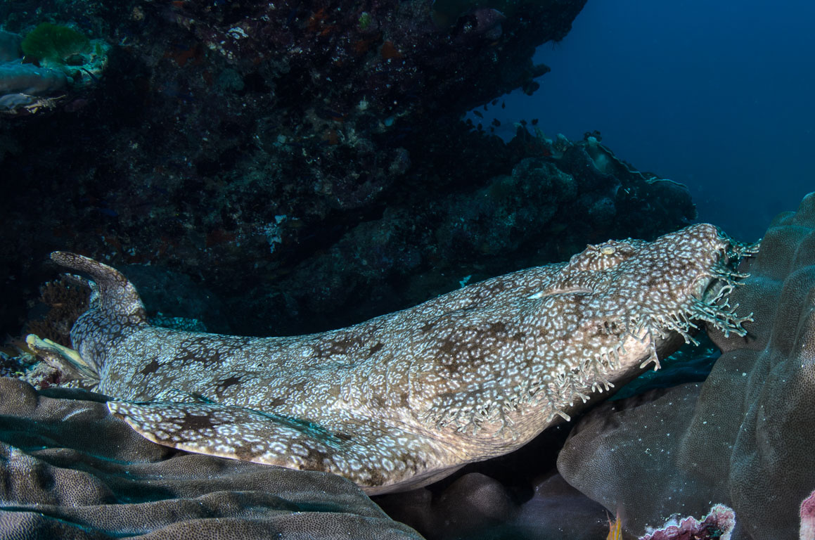 Eucrossorhinus dasypogon TG_394_21.jpg