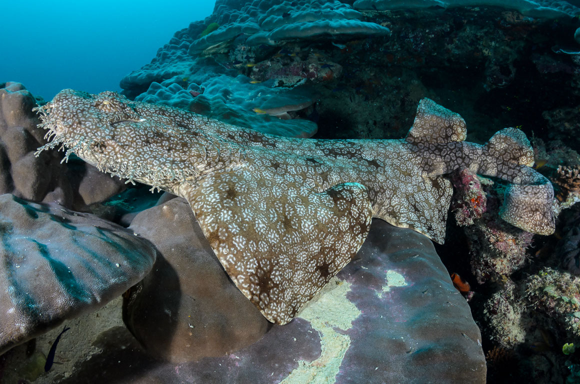 Eucrossorhinus dasypogon TG_394_28.jpg