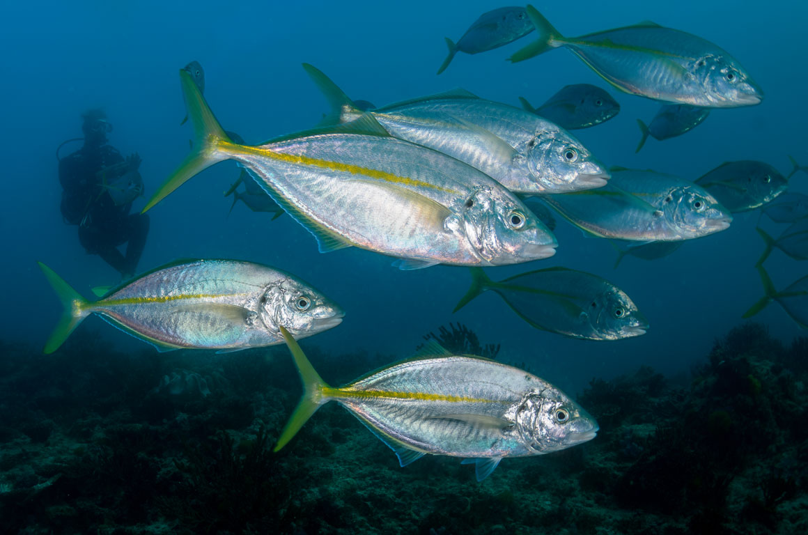 Selaroides leptolepis TG_395_42.jpg