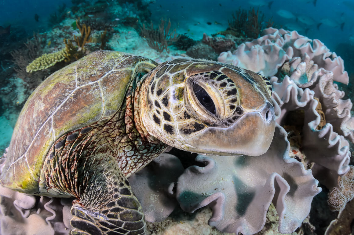 Chelonia mydas TG_396_15.jpg