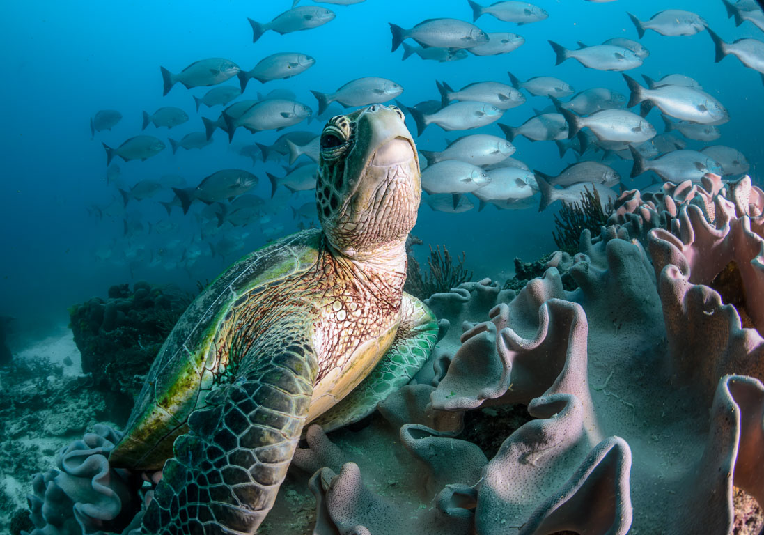 Chelonia mydas TG_396_23.jpg