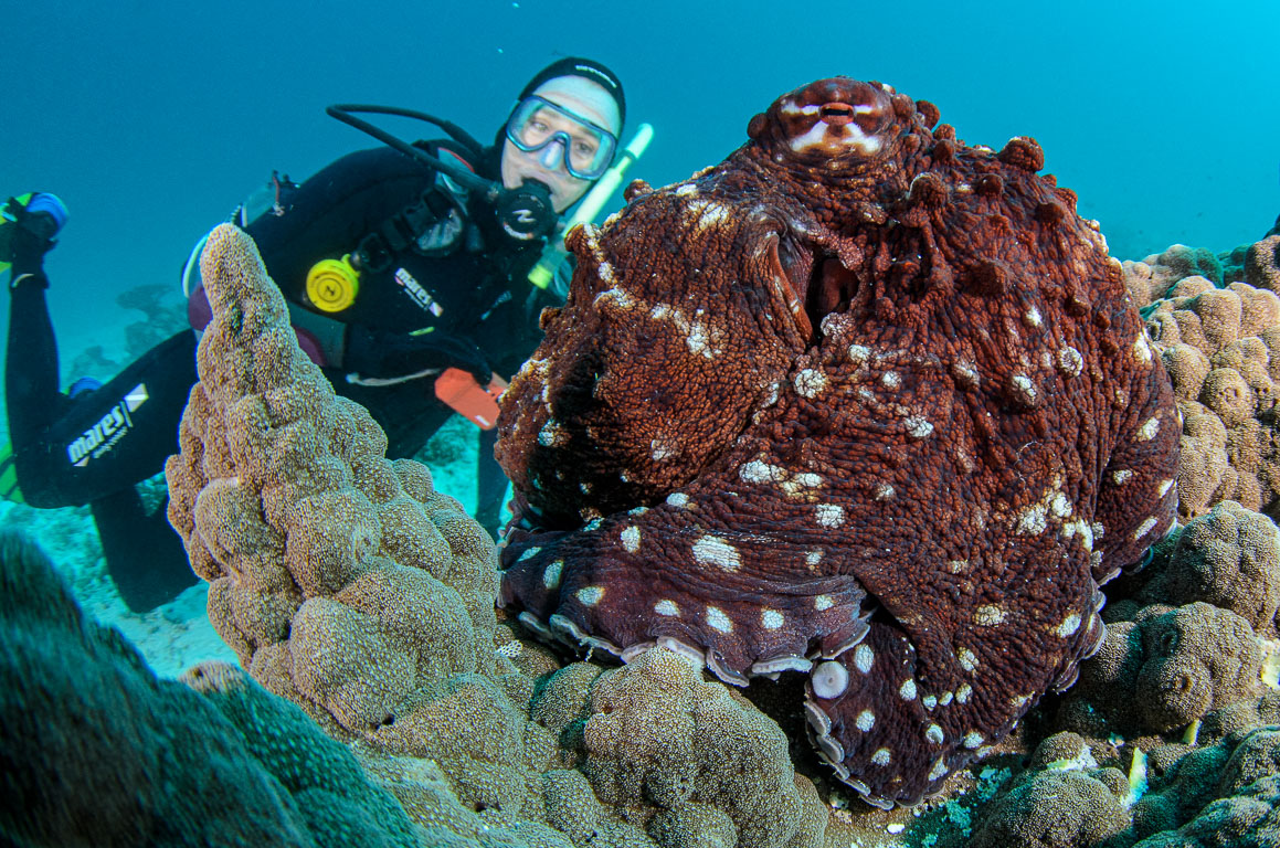 Octopus cyanea TG_398_47.jpg