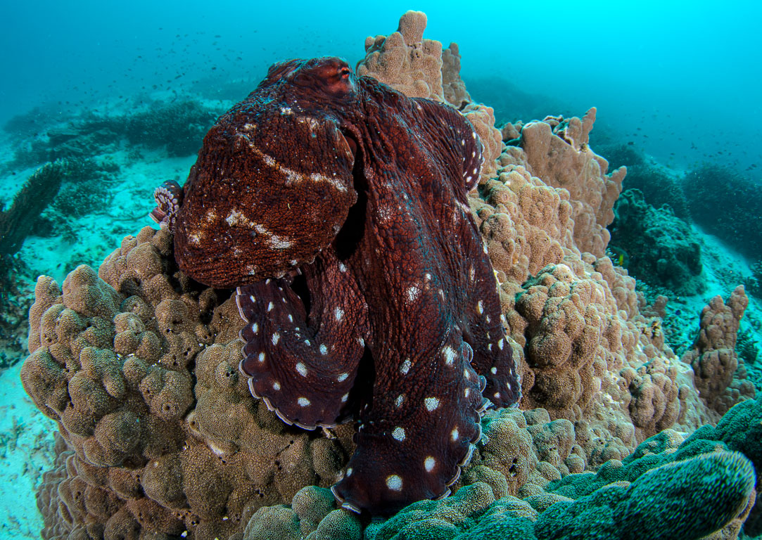 Octopus cyanea TG_398_54.jpg