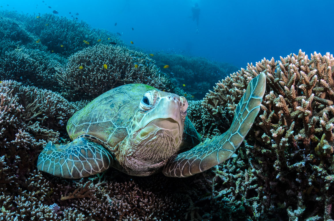 Chelonia mydas TG_398_90.jpg