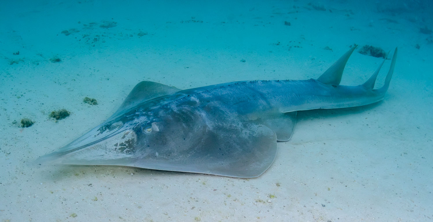 Aptychotrema rostrata TG_399b_8.jpg