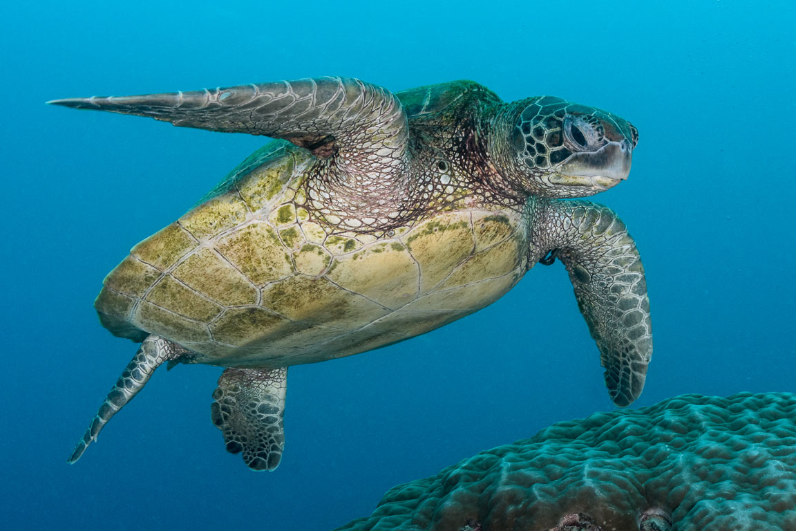 Chelonia mydas TG_461_38tif.jpg