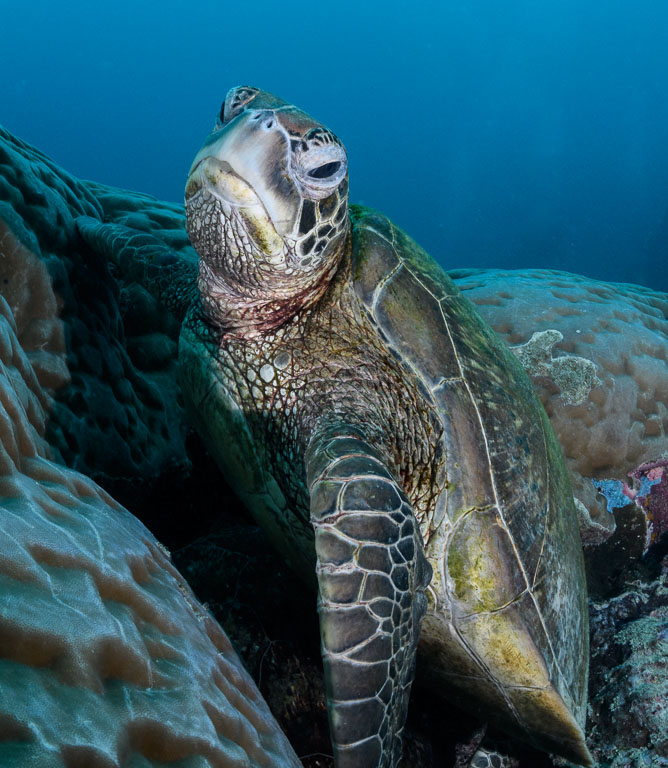 Chelonia mydas TG_461_54.jpg