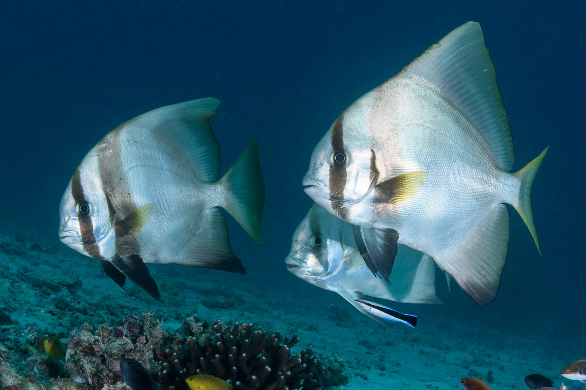 Platax orbicularis TG_461_68.jpg