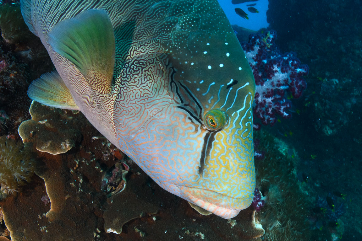 Cheilinus undulatus TG_463_35.jpg
