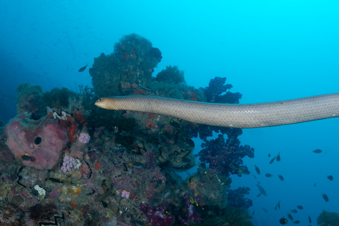 Aipysurus laevis TG_464_35-Edit-2.jpg