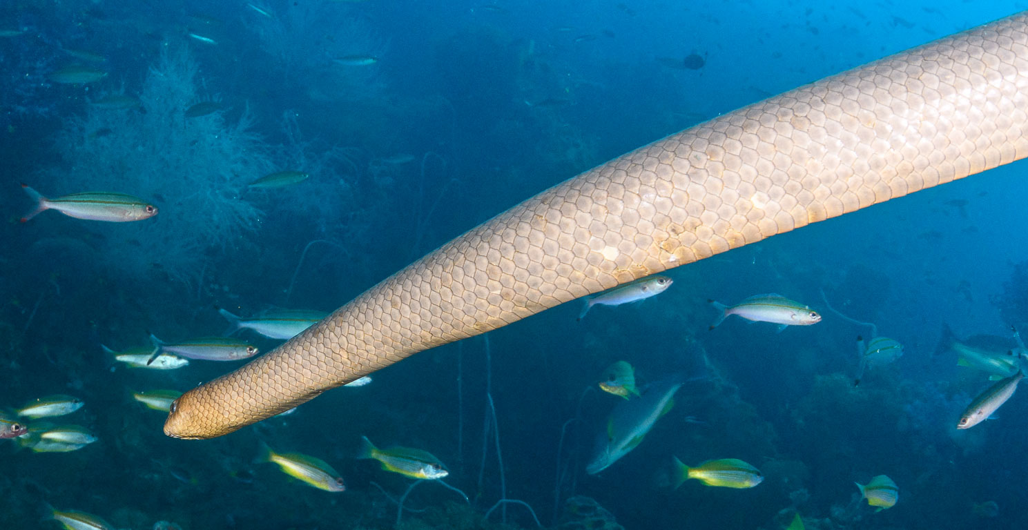 Aipysurus laevis TG_464_40-Edit.jpg