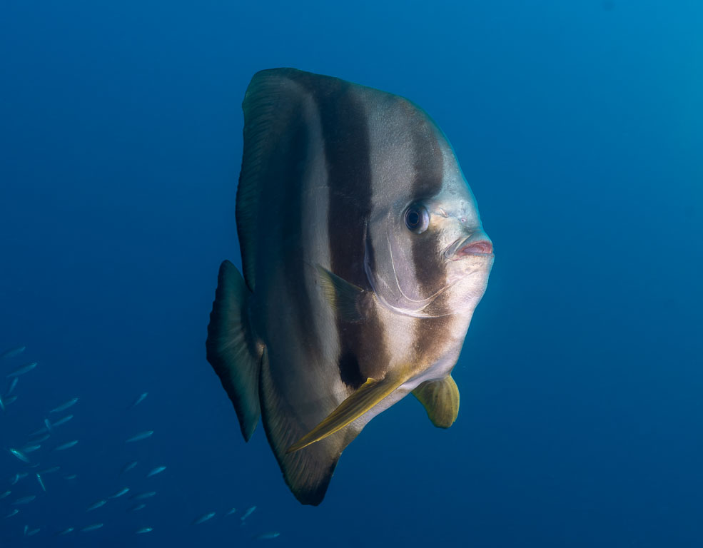 Platax teira TG_464_50-Edit.jpg