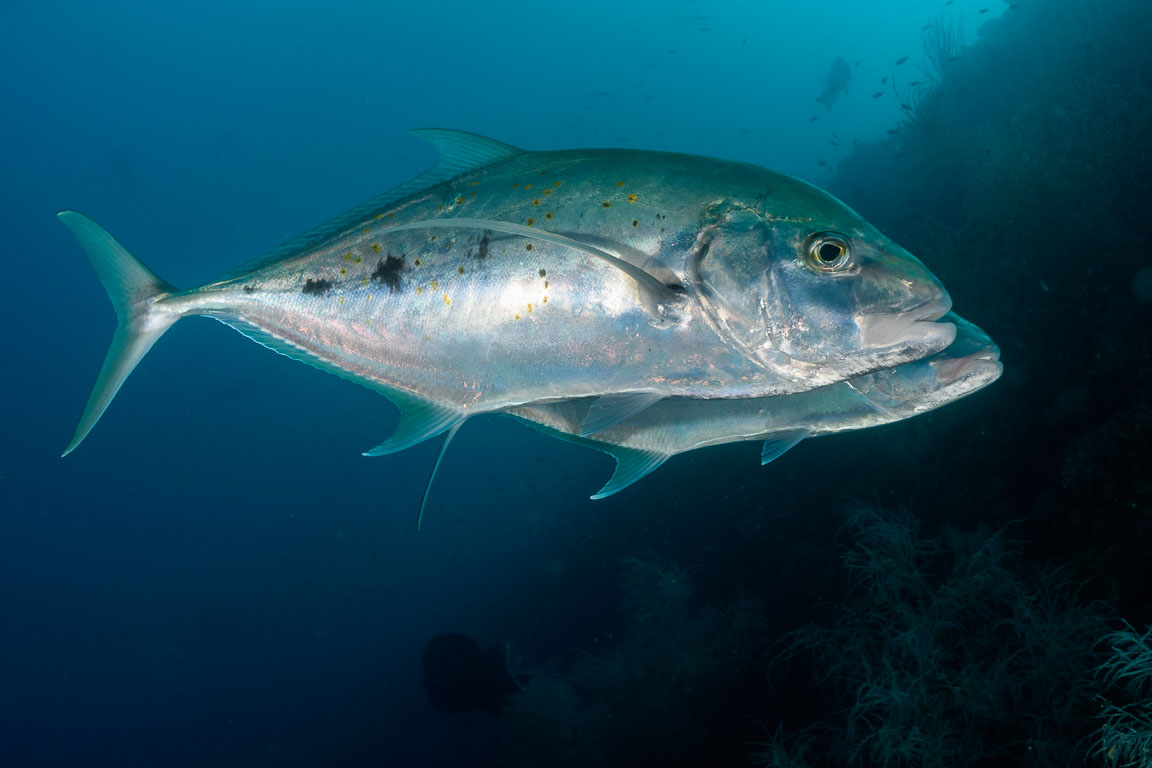 Carangoides fulvoguttatus TG_465_9.jpg
