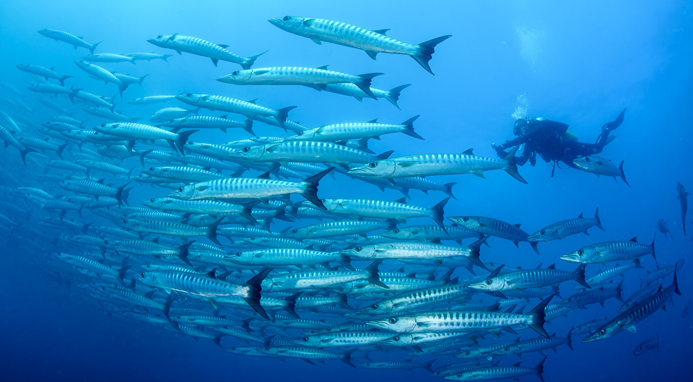 Sphyraena qenie TG_466_100-Edit.jpg