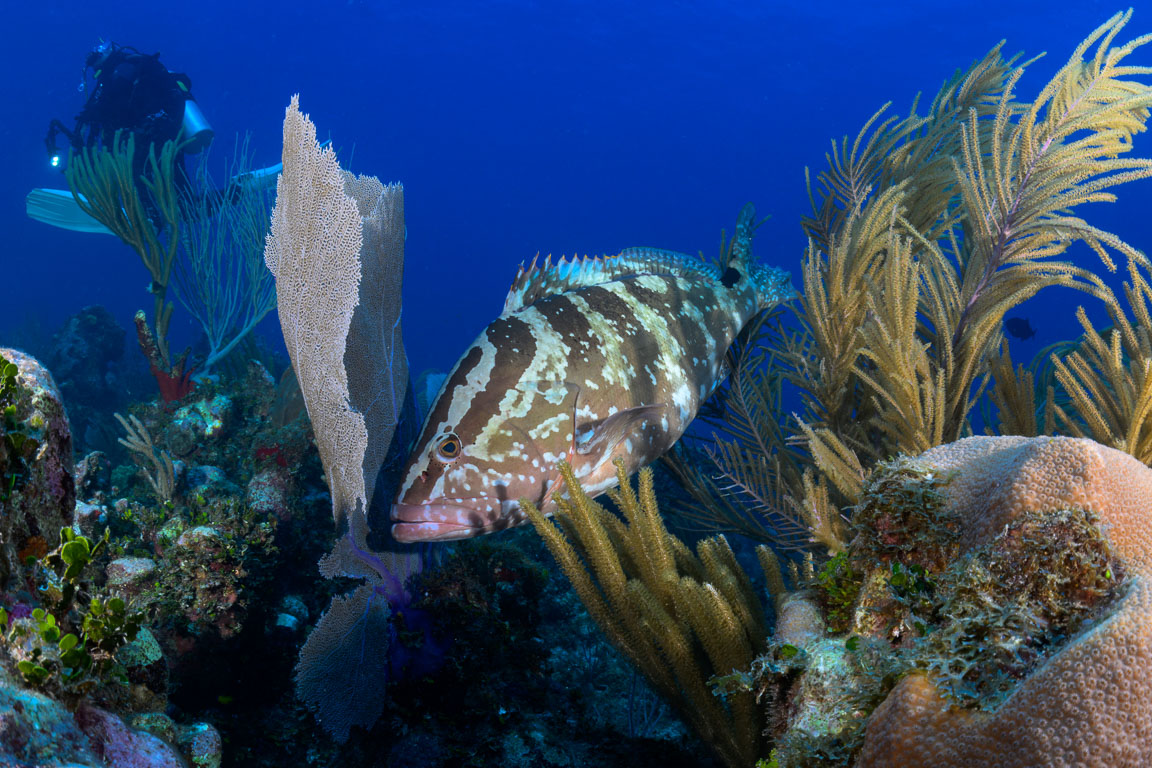 TG_529_40.jpg