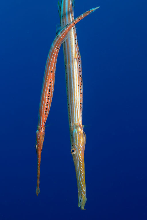 TG_553_46.jpg