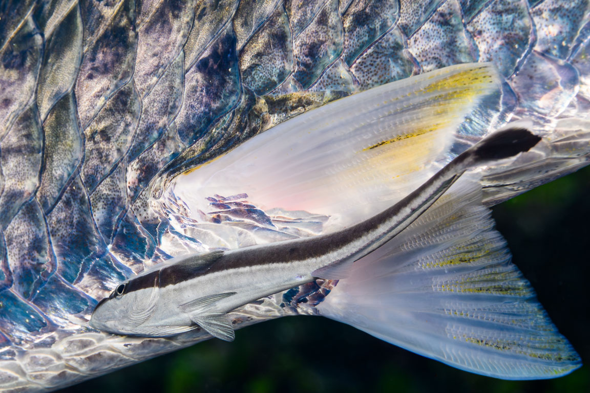 TG_555_32-Edit.jpg